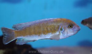 Labeotropheus trewavasae 'Border'